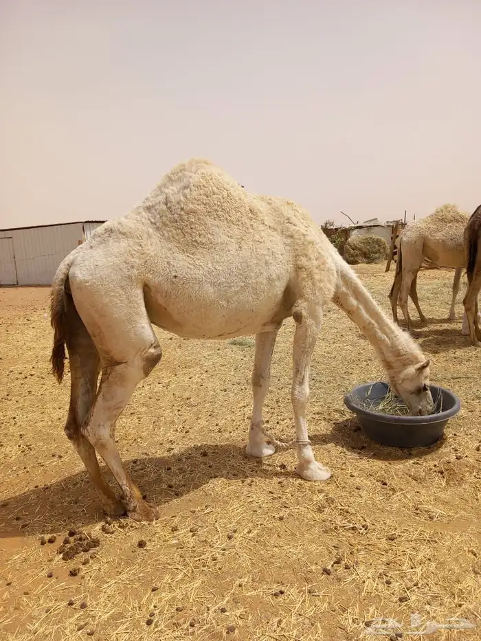 الإبل عددها 6 3 بكار وضح وحايل وضحا وشقحا ثنيه وصفرا رباع 3