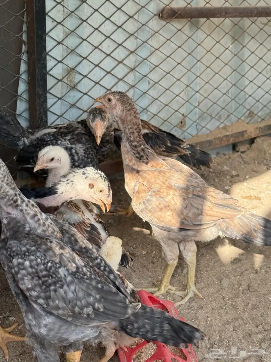 فروخ شامو   برازيلي   سندي ( مستوى توب ) 4