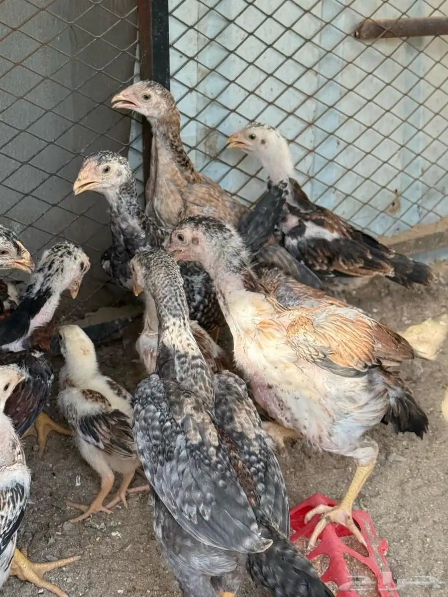 فروخ شامو   برازيلي   سندي ( مستوى توب ) 2