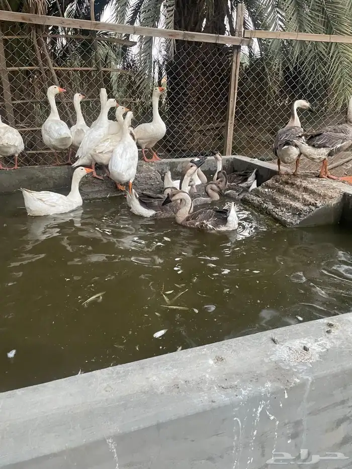 وز عراقي و وز بلدي 1