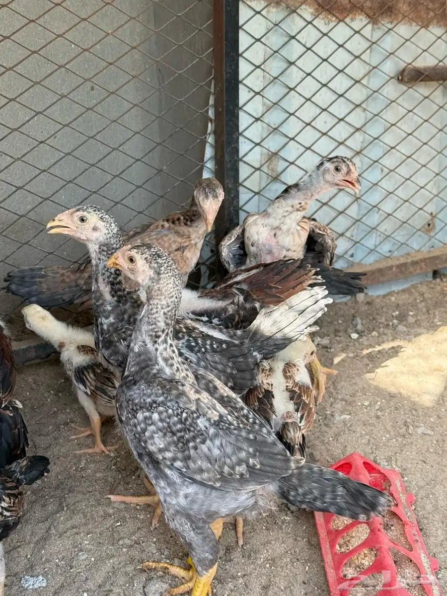فروخ شامو   برازيلي   سندي ( مستوى توب ) 3