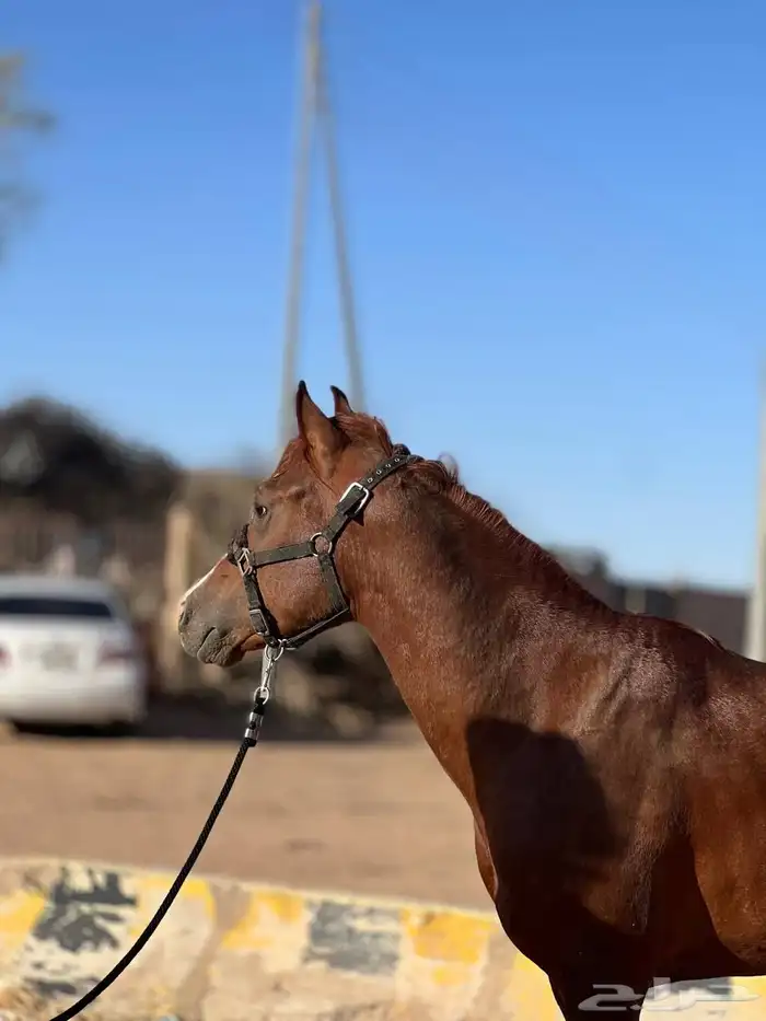 خيل شعبي 0