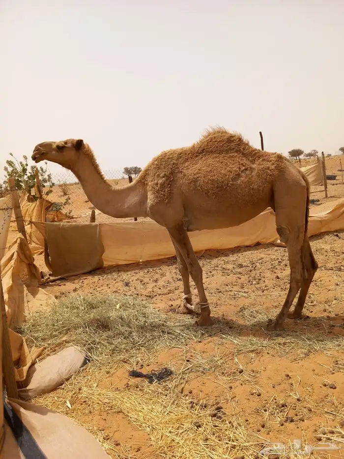 الإبل عددها 6 3 بكار وضح وحايل وضحا وشقحا ثنيه وصفرا رباع 0