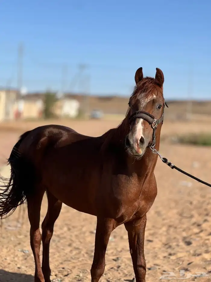 خيل شعبي 1