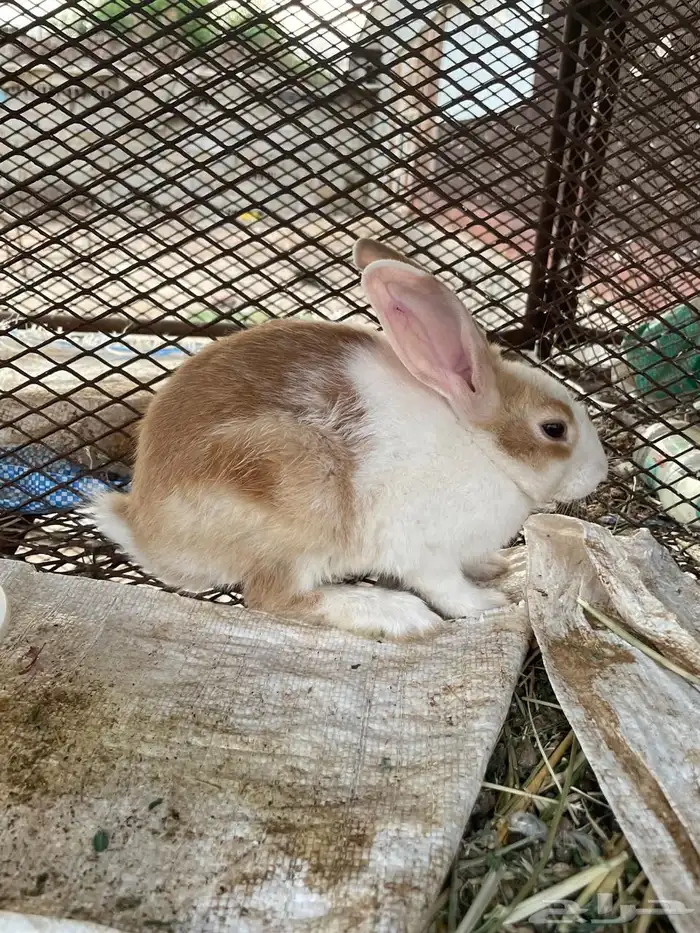 ارنب بلدي أنثى 0