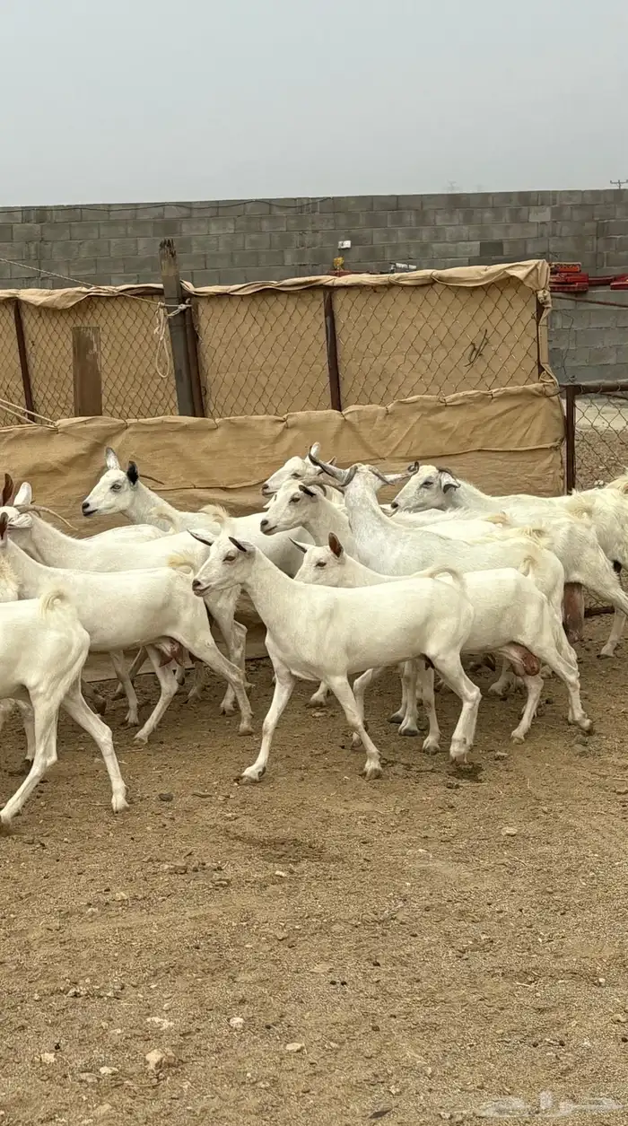 26 من المعزا ريمات كفو تم البيع 2