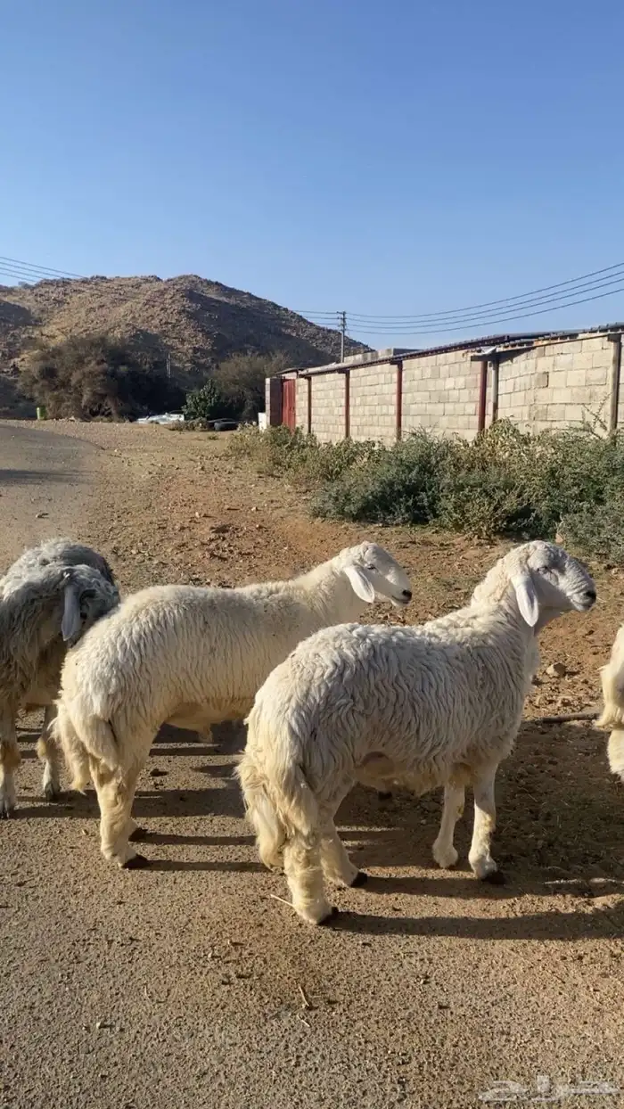 طليان حري تم البيع تم البيع خارج 1