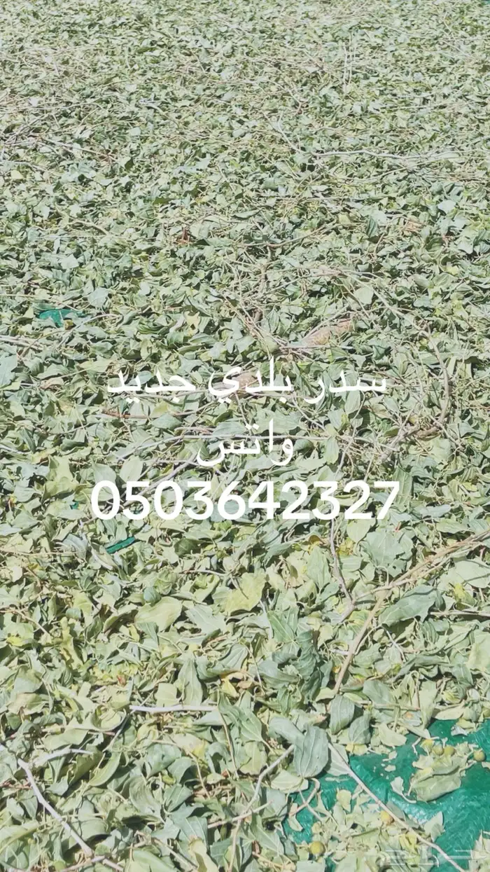 سدر بلدي وحناء مديني جديد ومطحونه 4
