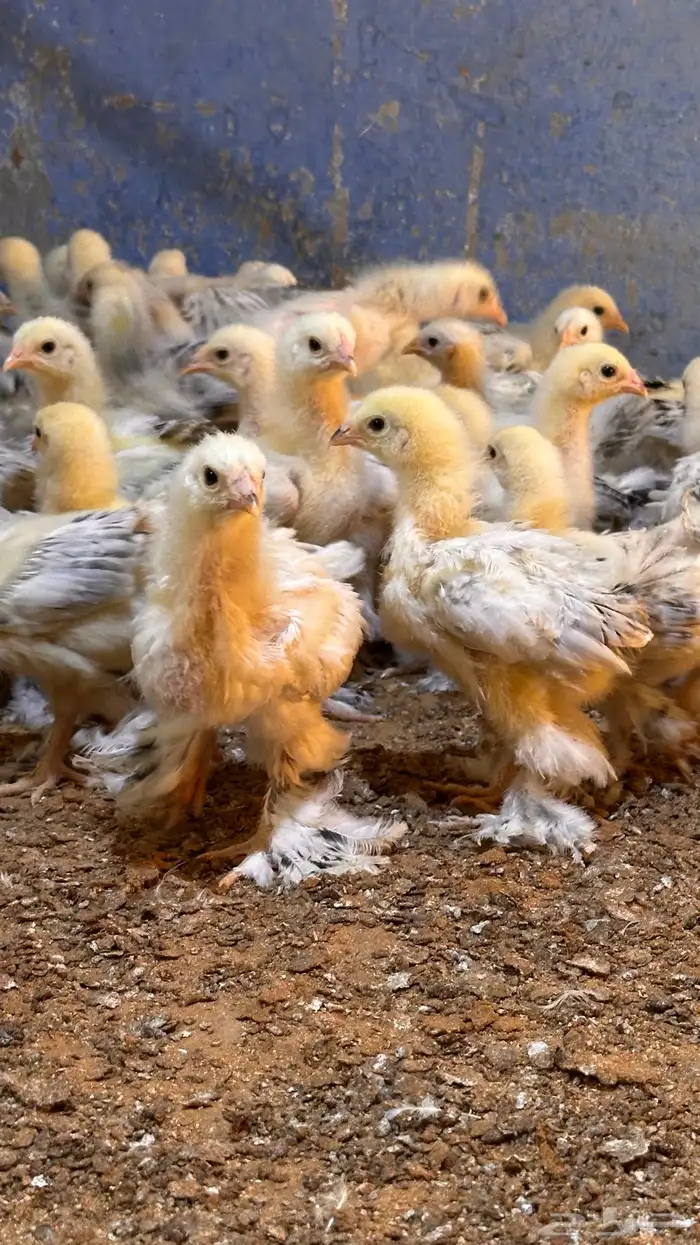 للبيع صوص براهما كولمبي 1