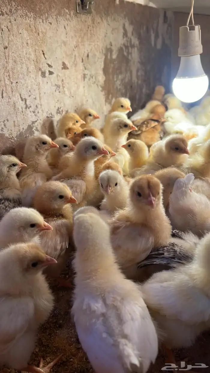 صوص صيصان لوهمن لوهمان براون بيور دم صافي 4