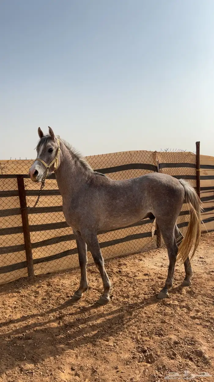 حصان واهو صقلاوي جدراني رفيع وجبر 0