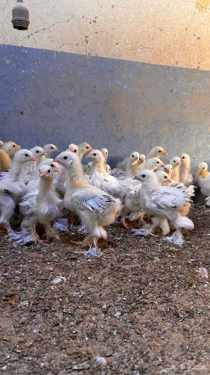 للبيع صوص براهما كولمبي 2