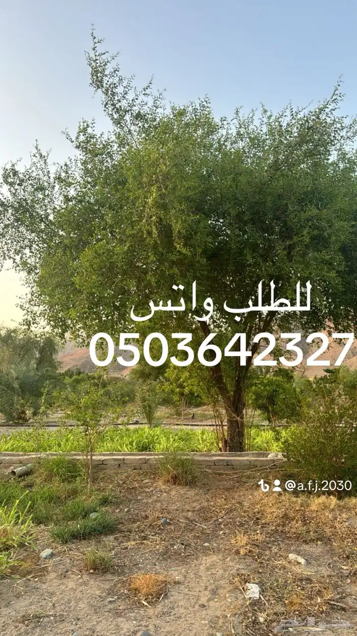سدر بلدي وحناء مديني جديد ومطحونه 5