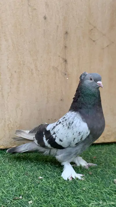 حمام تركي 1