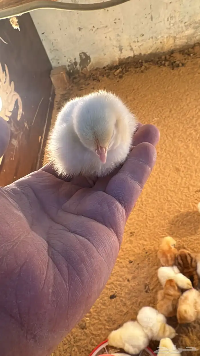 صوص صيصان لوهمن لوهمان براون بيور دم صافي 13