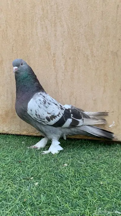 حمام تركي 0