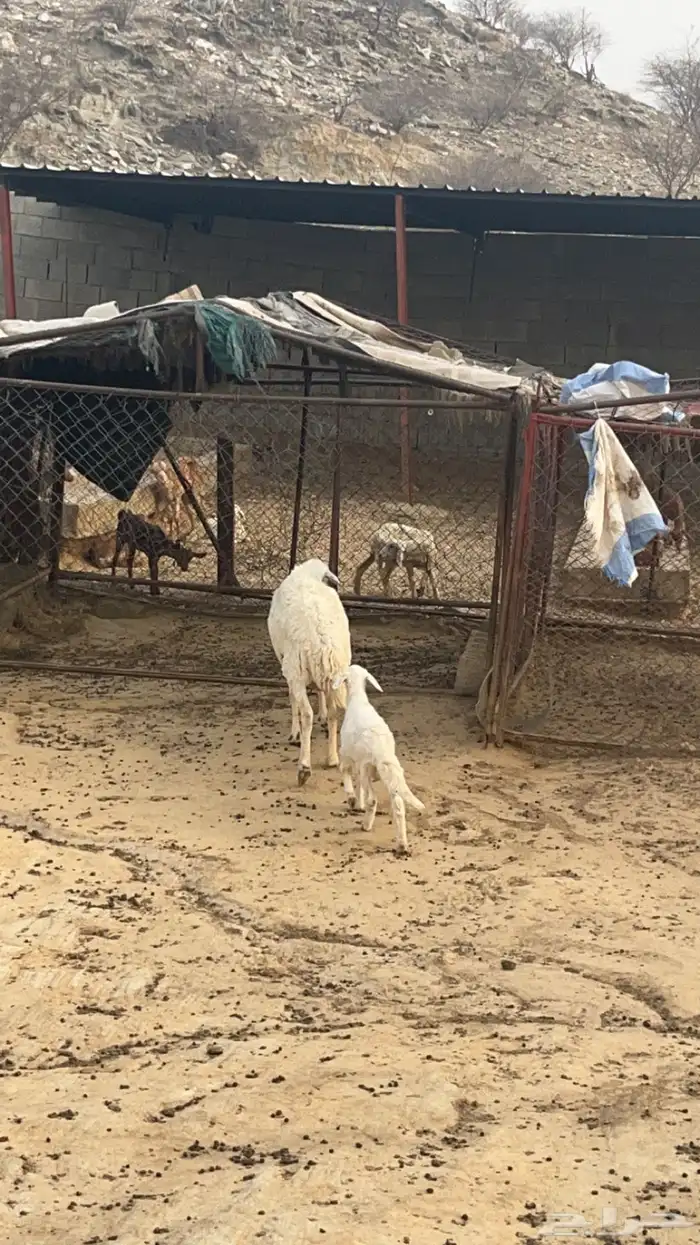 نعجه تحتها ذكر( تم البيع ) 2