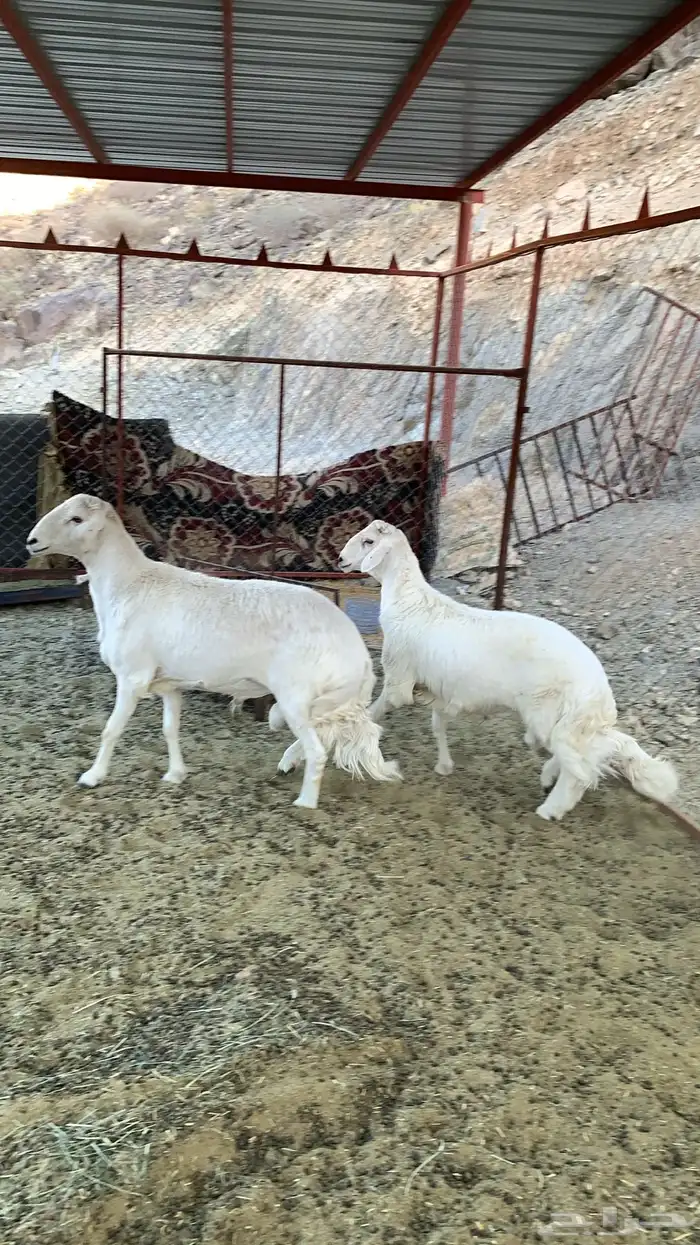 خروووف فحل مشروط ثني (تم البيع) 14