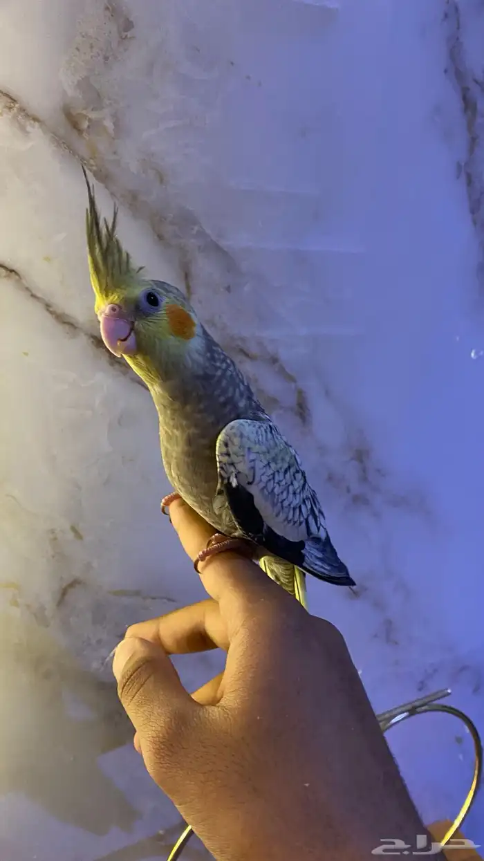 كروان فراشه اليف هدد 3