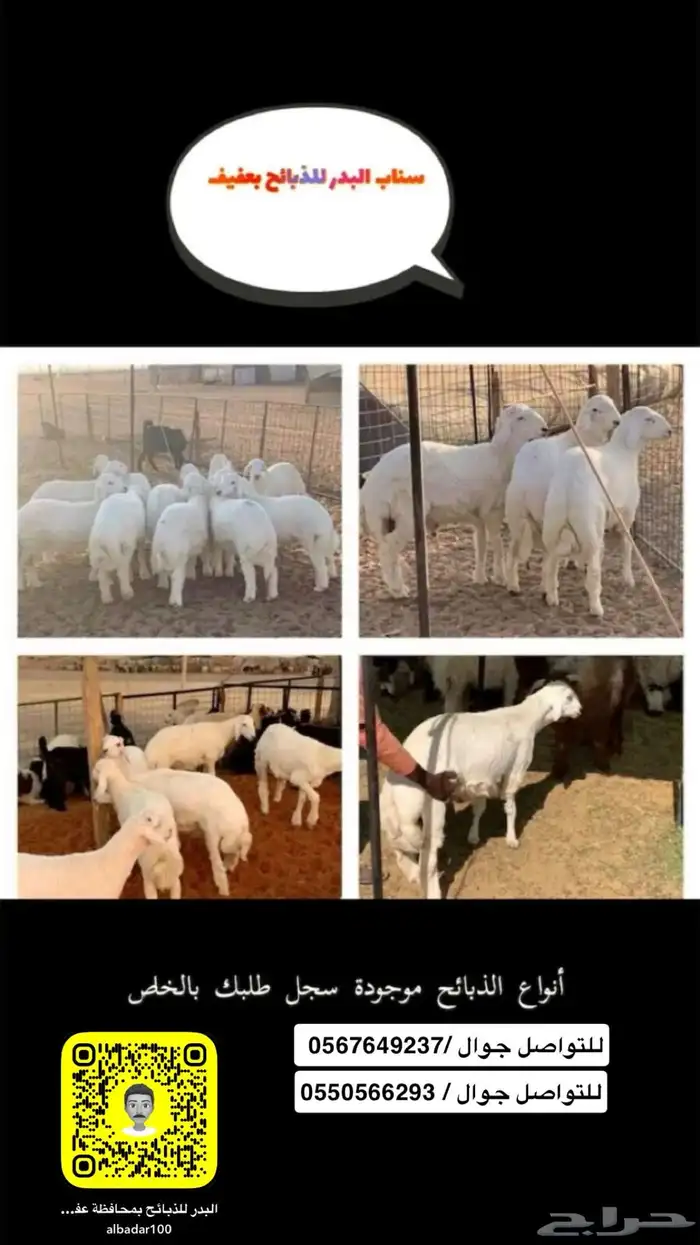 ذبائح برية 0