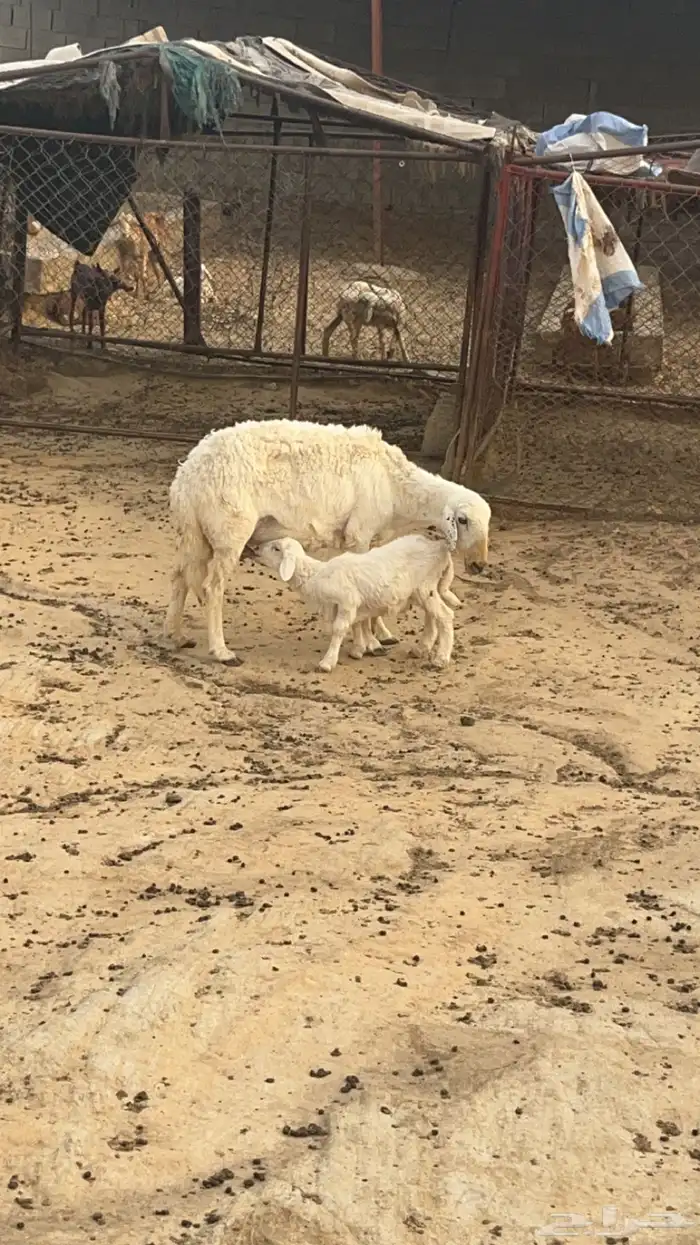 نعجه تحتها ذكر( تم البيع ) 1