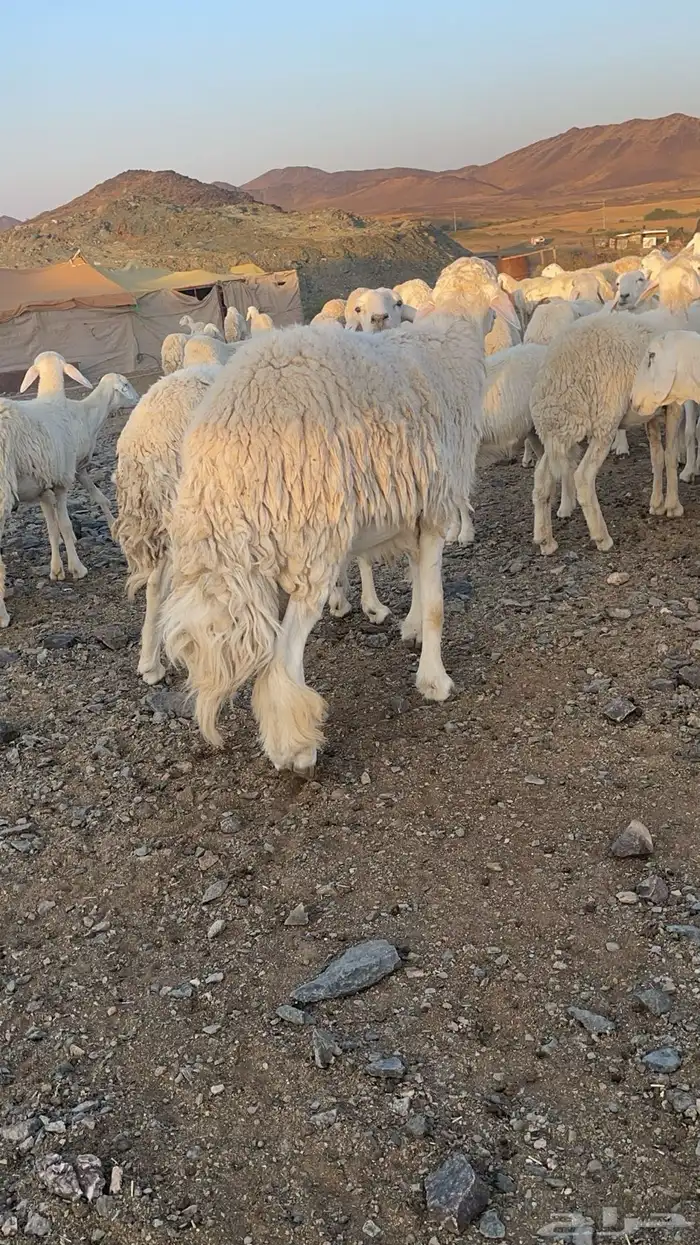 طلي فحل صنف كفوو 4