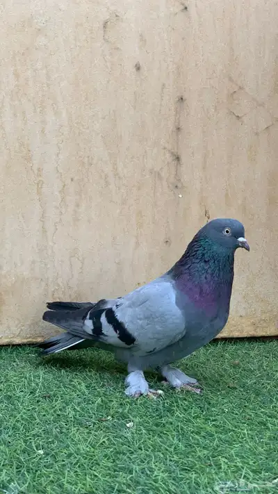 حمام تركي 3