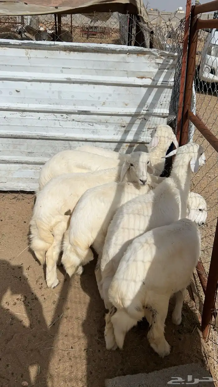 بهم رخال للبيع 1