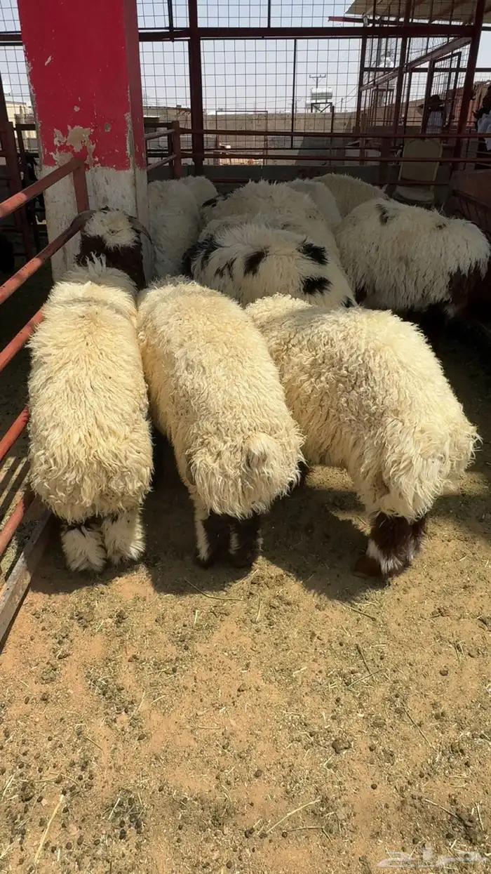 ذبايح حايل 6