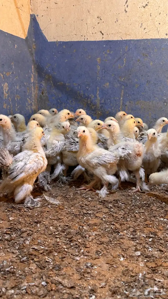 للبيع صوص براهما كولمبي 4