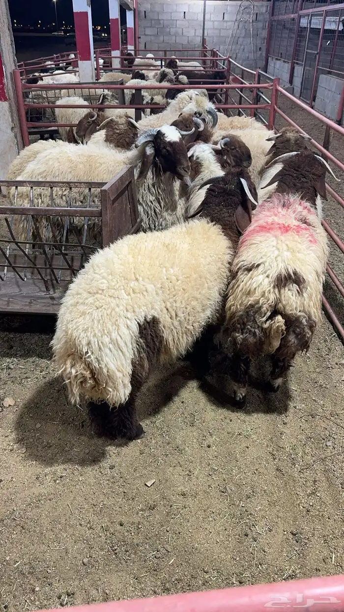 ذبايح حايل 9