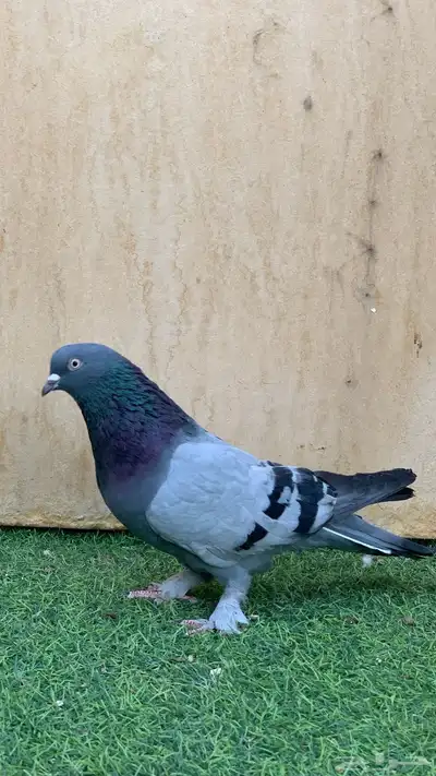 حمام تركي 2