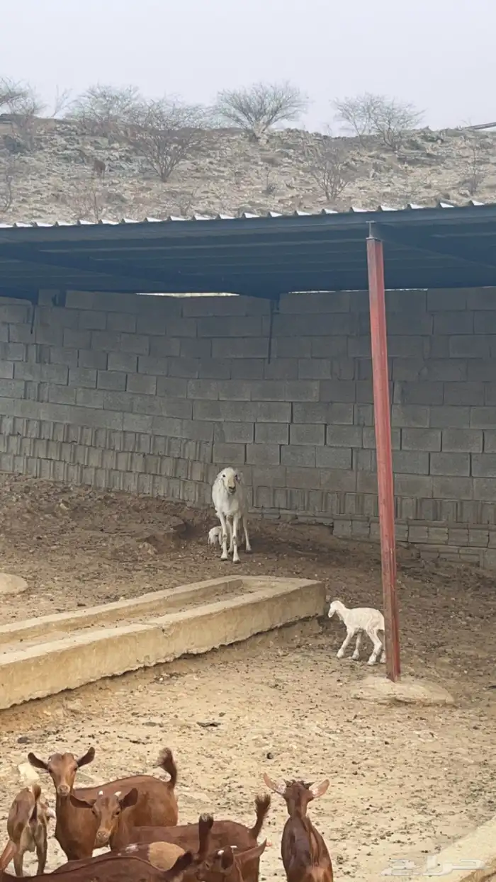 نعجه تحتها ذكر( تم البيع ) 3