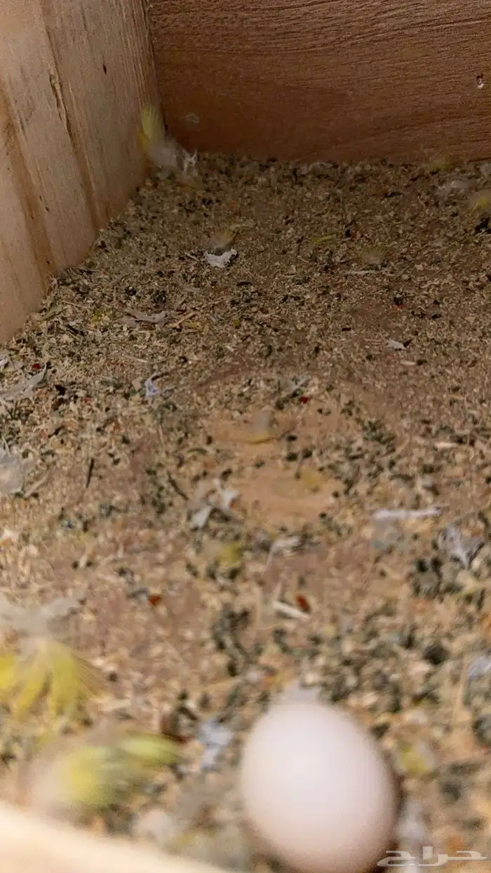 جوز روز منتج 1