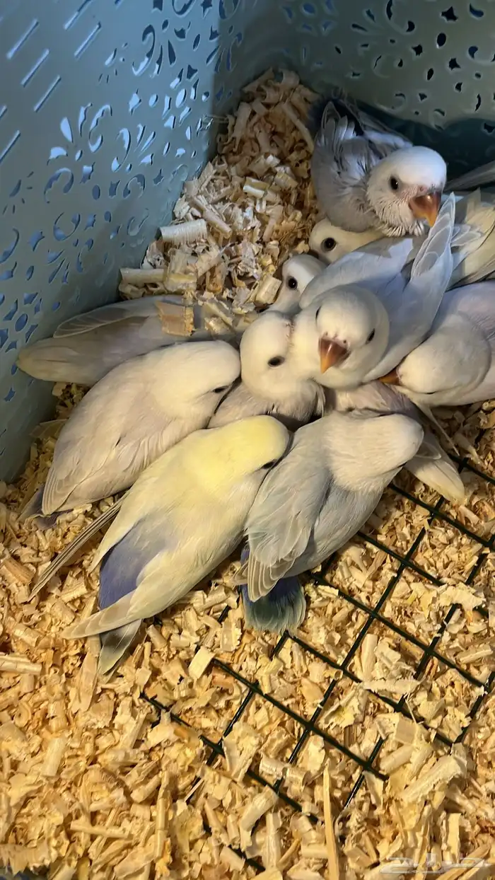 فروخ روز مجانين غر الصحه 100 3