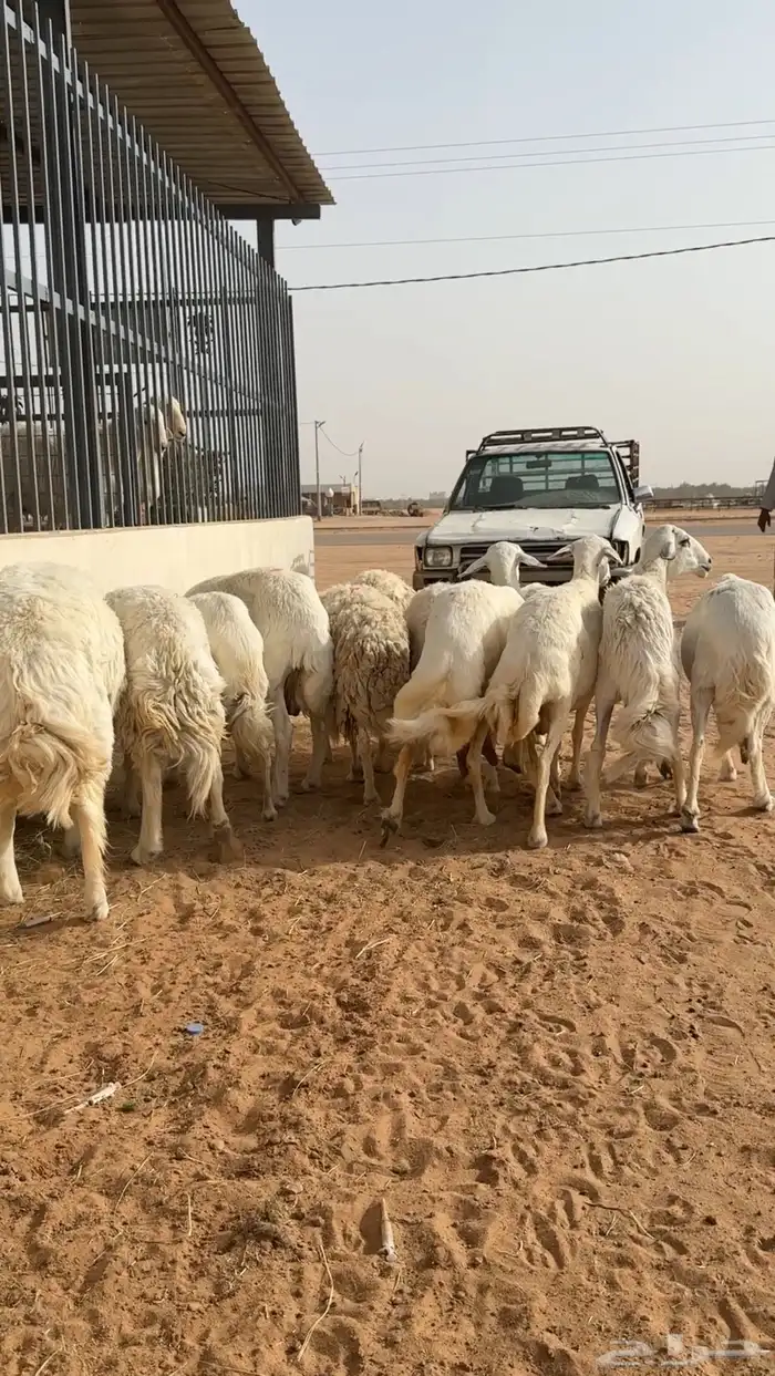 غنم حريات دفيع وحصيب ( تم البيع ) 3