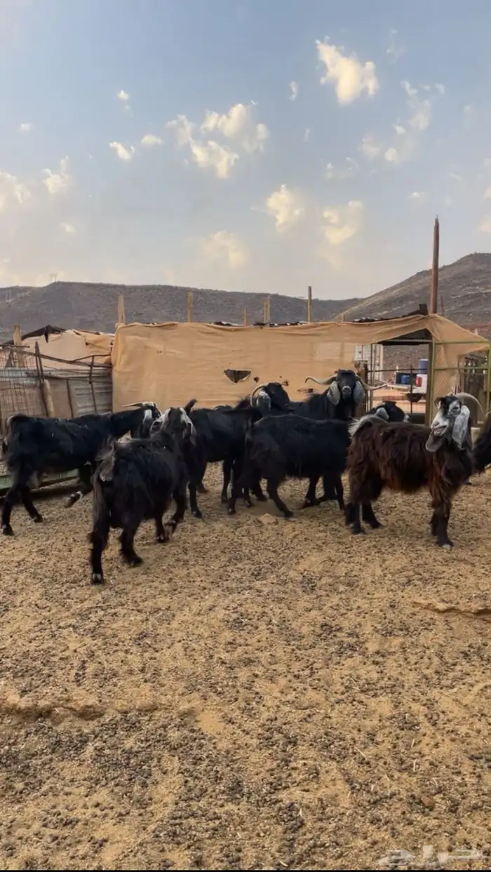 معزا للبيع 3