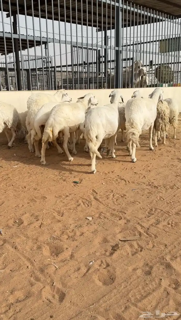 غنم حريات دفيع وحصيب ( تم البيع ) 0