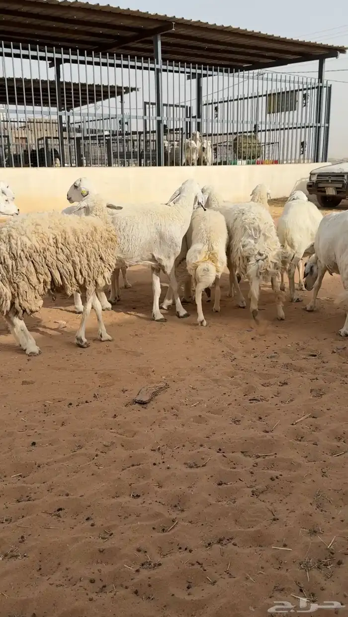 غنم حريات دفيع وحصيب ( تم البيع ) 2