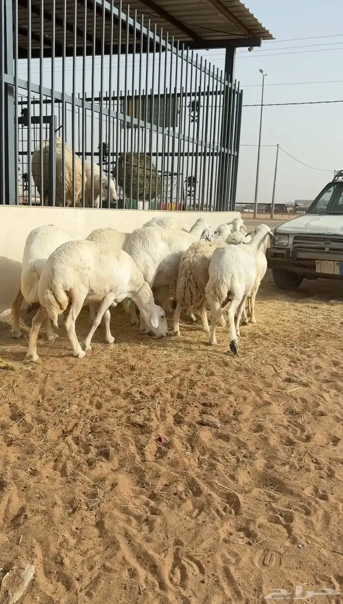 غنم حريات دفيع وحصيب ( تم البيع ) 4