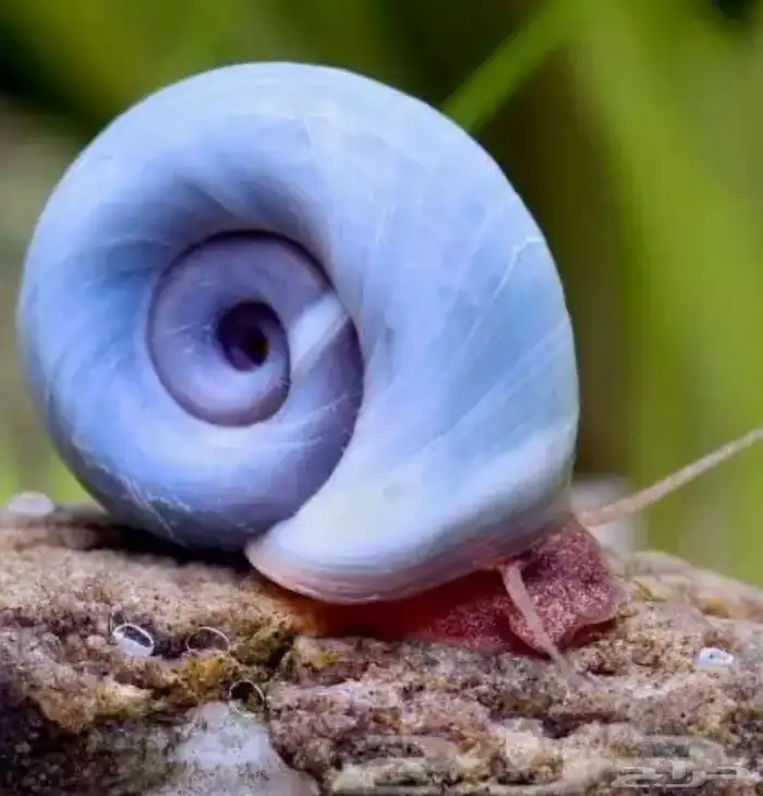 حلزون رامشورن Ramshorn snail 0