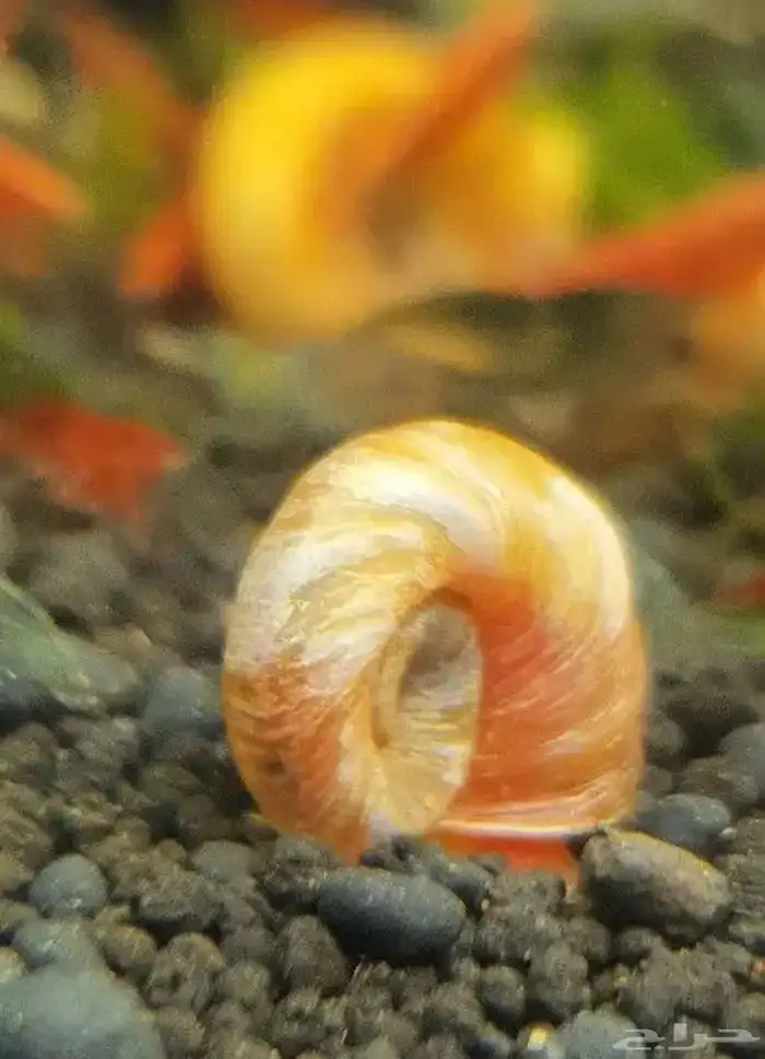 حلزون رامشورن Ramshorn snail 1