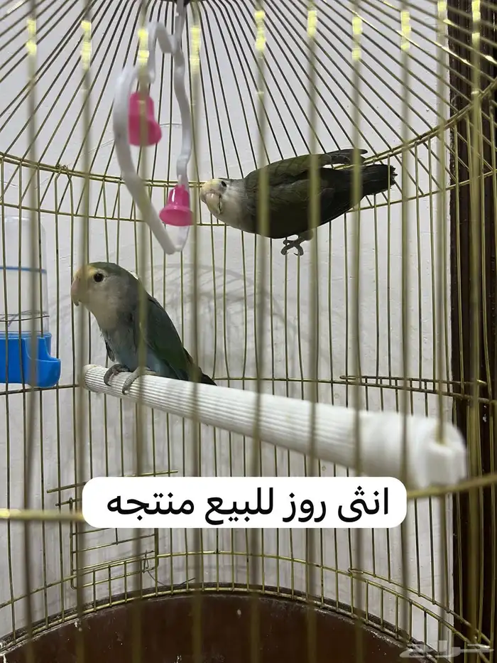 انثى روز للبيع منتجه 0