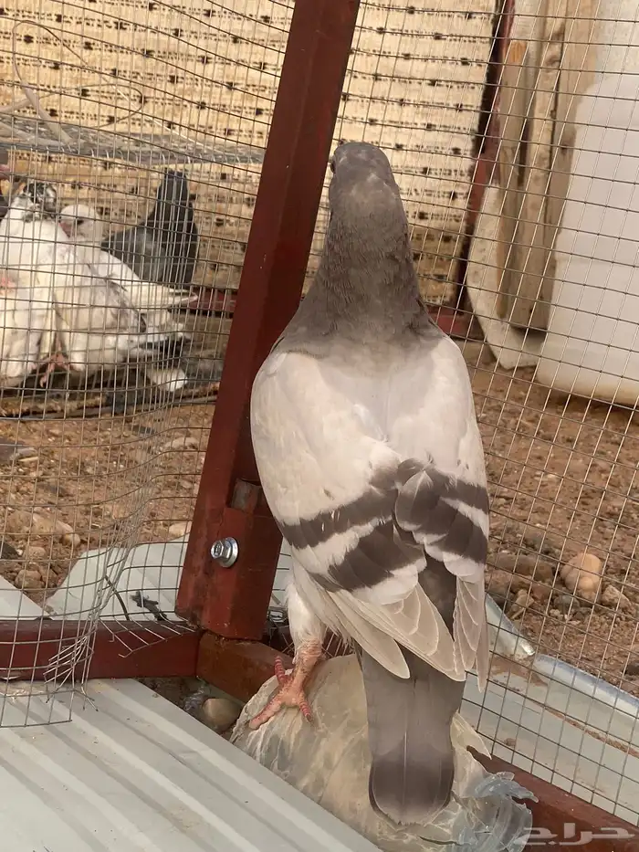 حمام وزغاليل 7