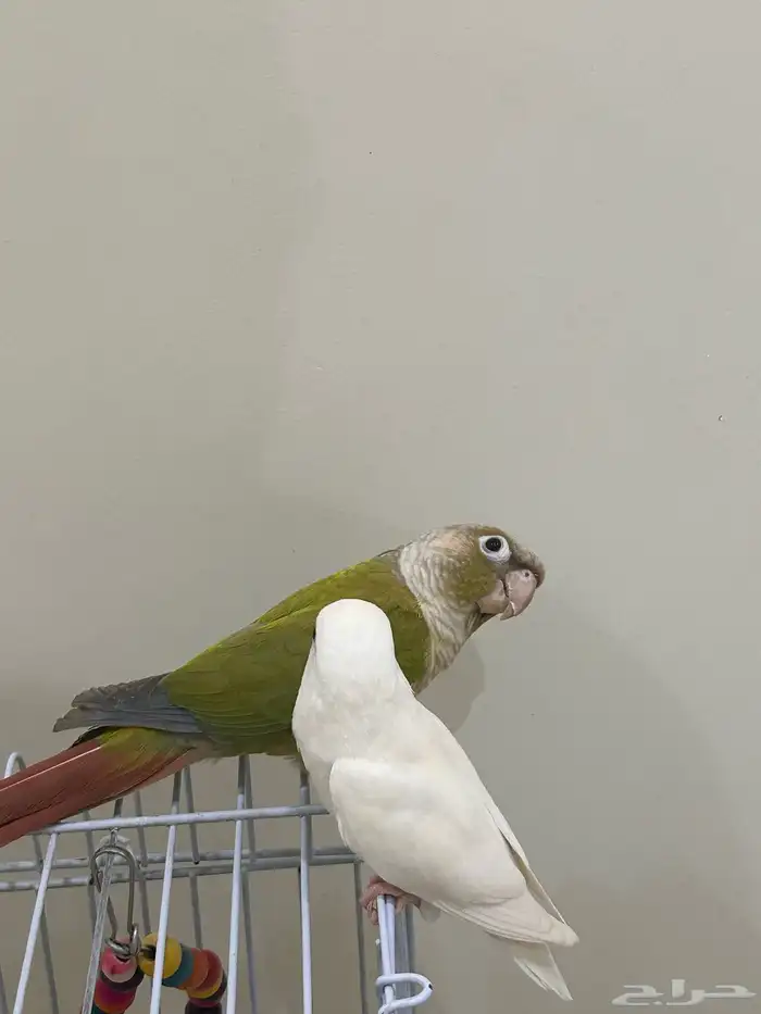طير كنيور ضايع ب حي الروابي 0