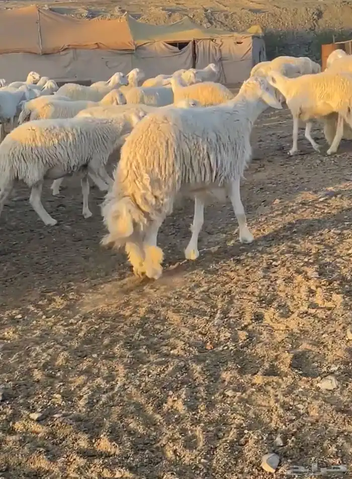 طلي فحل صنف كفوو 1