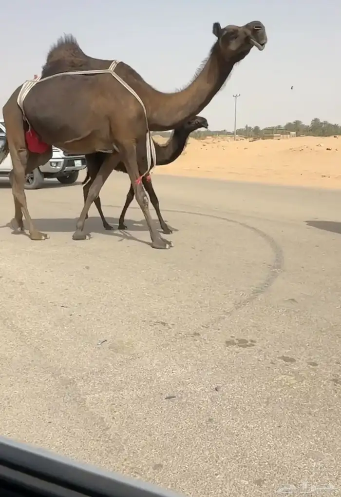خلفه مجهم هديه 0