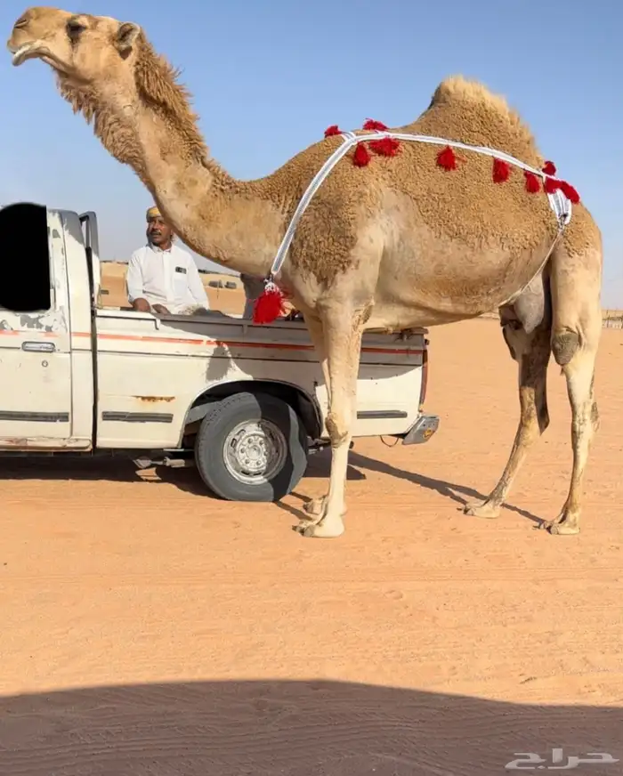 للبيع خلفه طيبه وتنسفط 0