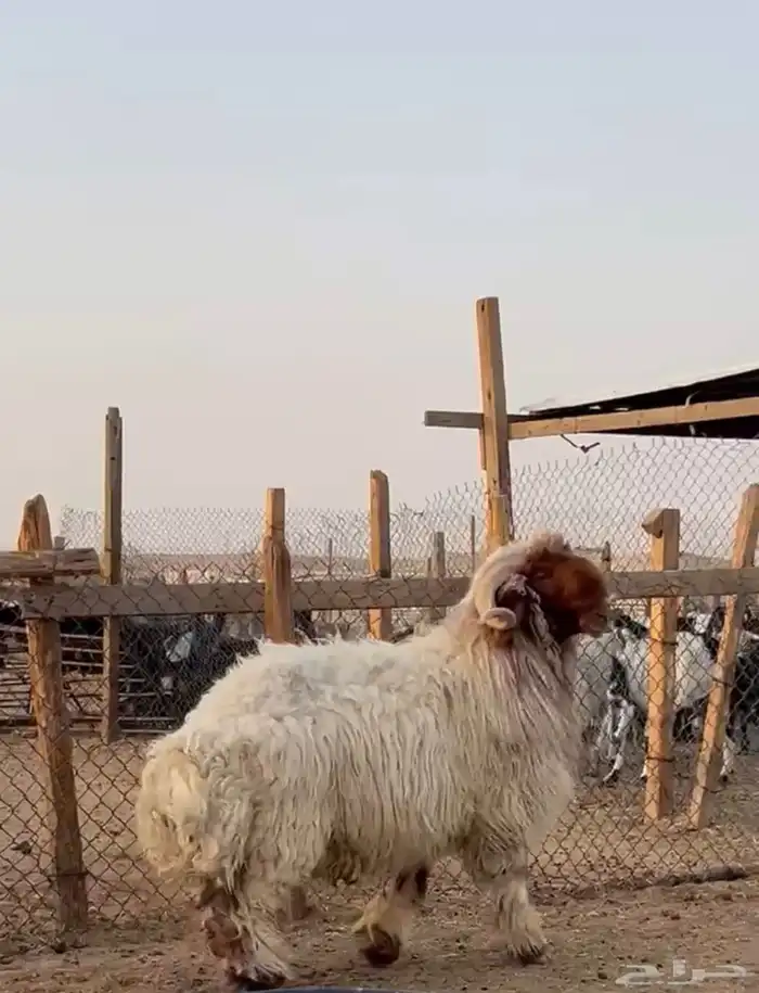 فحل نعيمي 1