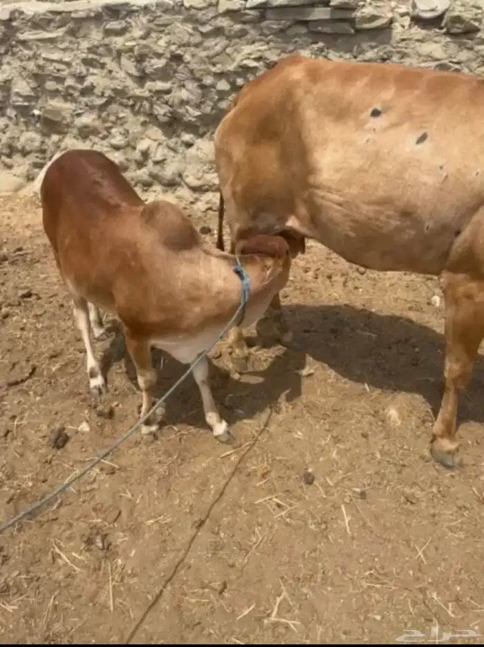 حسيله لبنيه 0